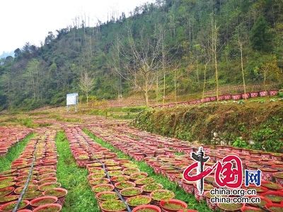 四川青川縣建峰鎮(zhèn)碾子村：種好地苦膽過上甜日子 