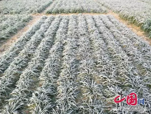 南充市农业科学院：小麦团队指导专合社预防小麦低温冻害