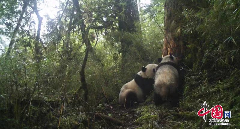 详情据悉,邛崃山山系是野生大熊猫栖息地主要山系之一,而宝兴县大熊猫