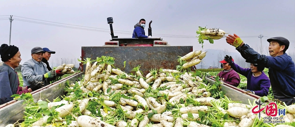 年产蔬菜30余万吨 嘉陵区“菜篮子”丰富