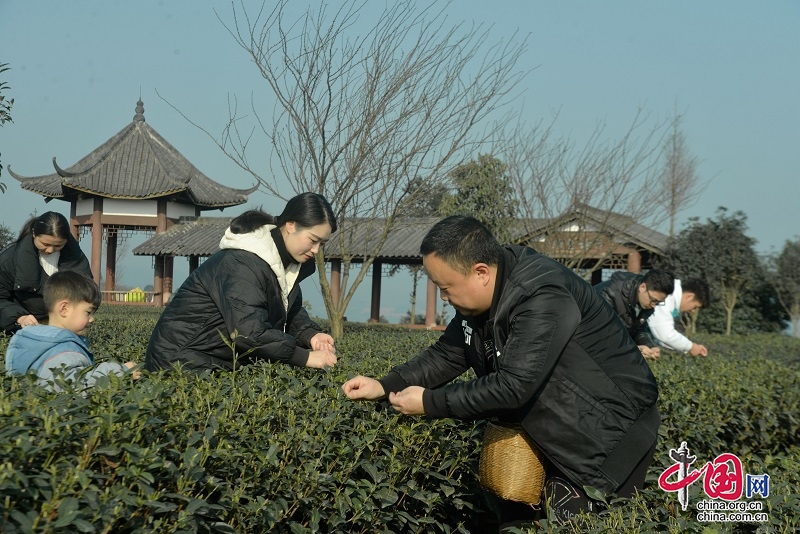 春早人勤採茶忙，洪雅新茶入市場