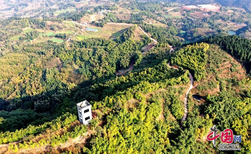 一片基地：從房前屋後種到漫山遍野的“致富密碼”