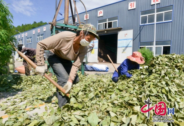 廣元昭化射箭鎮(zhèn)：中藥材產(chǎn)業(yè)夯實(shí)振興根基