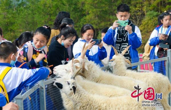 廣元昭化：咕咕萌寵園 超“萌”打卡好去處   