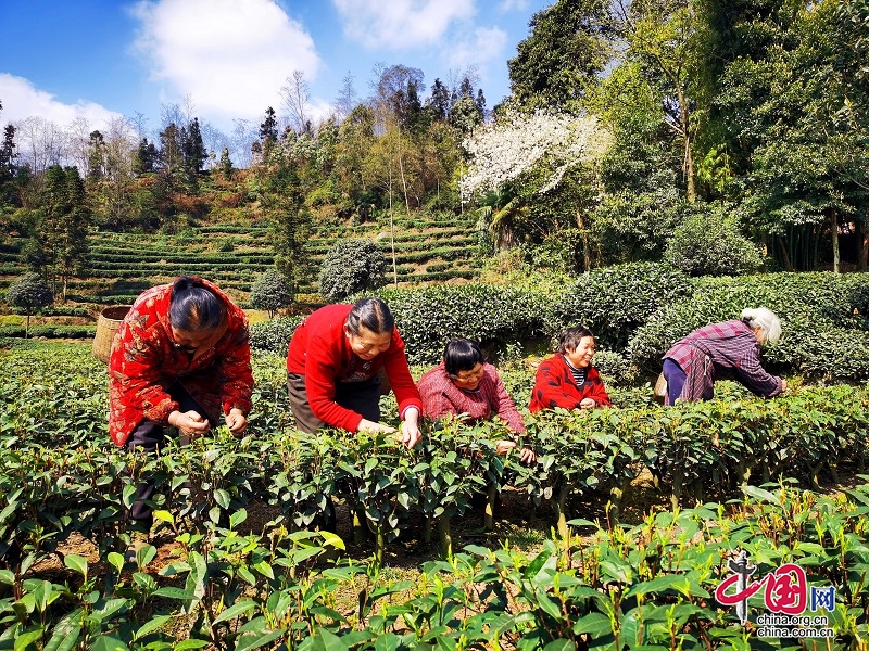 丹棱：春茶飘香致富路 产业兴旺振乡村