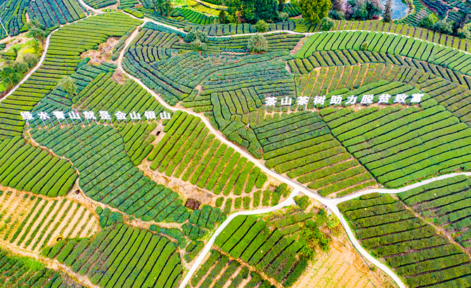 自貢榮縣迎來春茶採摘季 茶農收穫2021年“第一桶金”