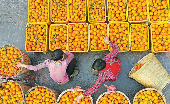瀘州市納溪區：千畝沃柑喜獲豐收
