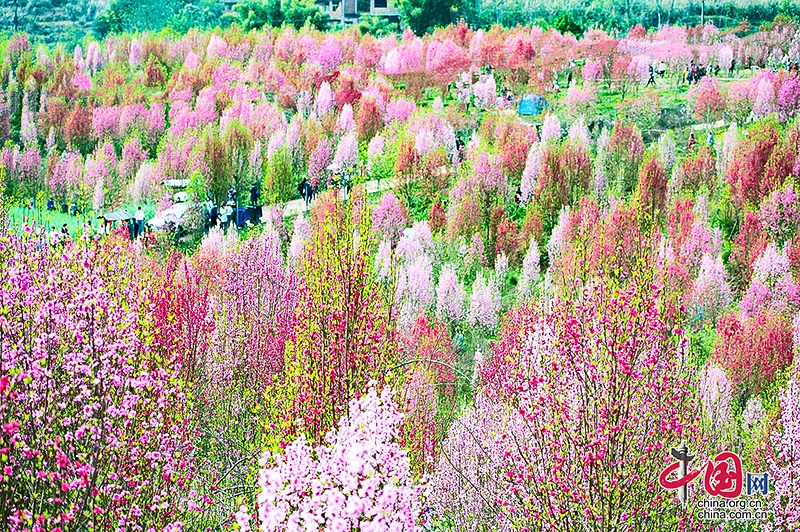 自贡富顺：来板桥看桃花 赴一场春天的约会