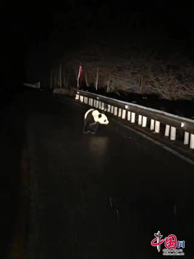 野生大熊貓在九寨溝雪中漫步