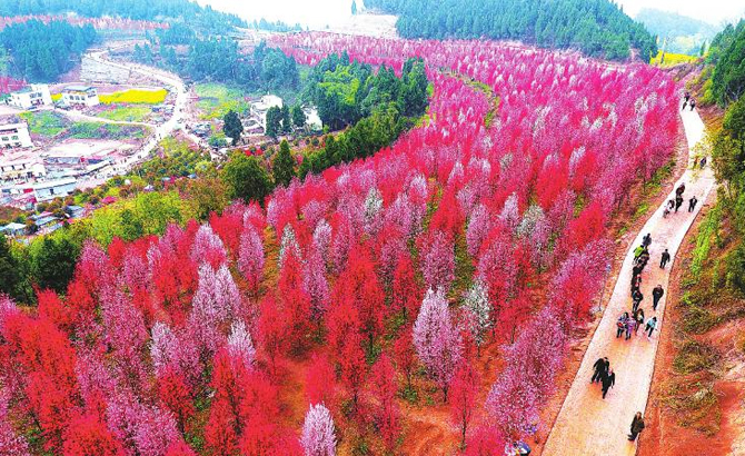 桃花谷里桃花开