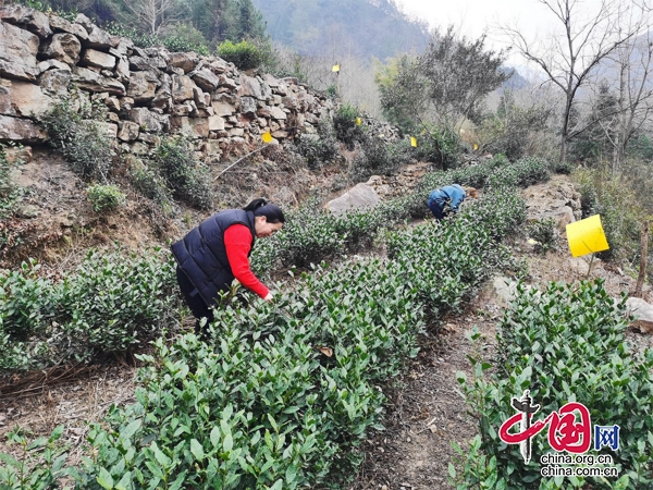 又到一年茶香時(shí) 四川青川17.8萬(wàn)畝春茶陸續(xù)開(kāi)采