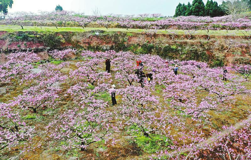 拍花 3月5日,游客在天府新区眉山片区龙马镇万古村桃花园里拍照赏花