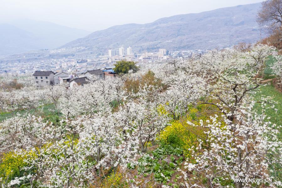 People enjoy pear blossoms in Sanqiang, Sichuan