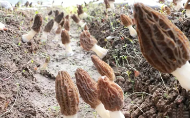 雨城区：一朵菌，打通增收致富之路！