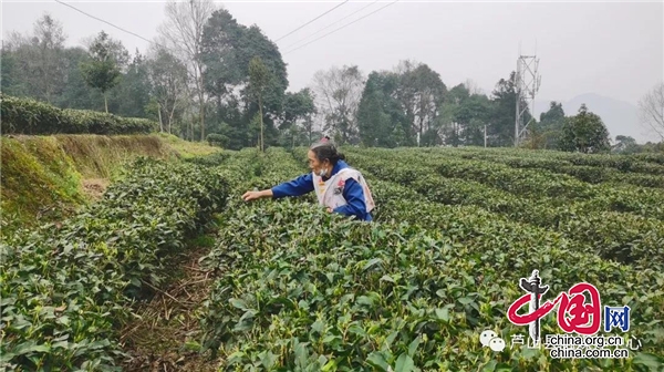 蘆山：“合作社+農戶”  助力茶農富茶業興