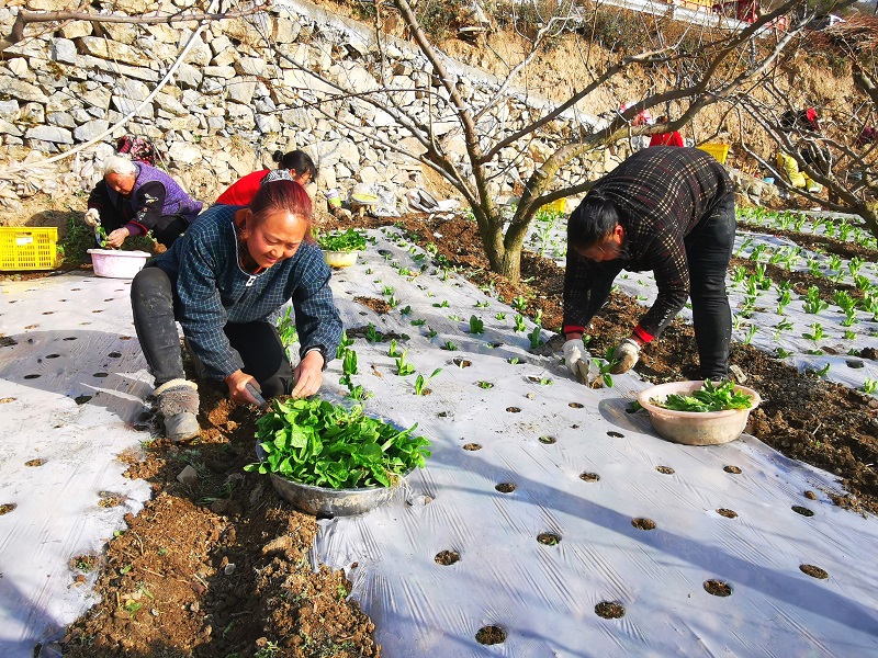 春雨滋润大地  茂县村民林下套种助增收