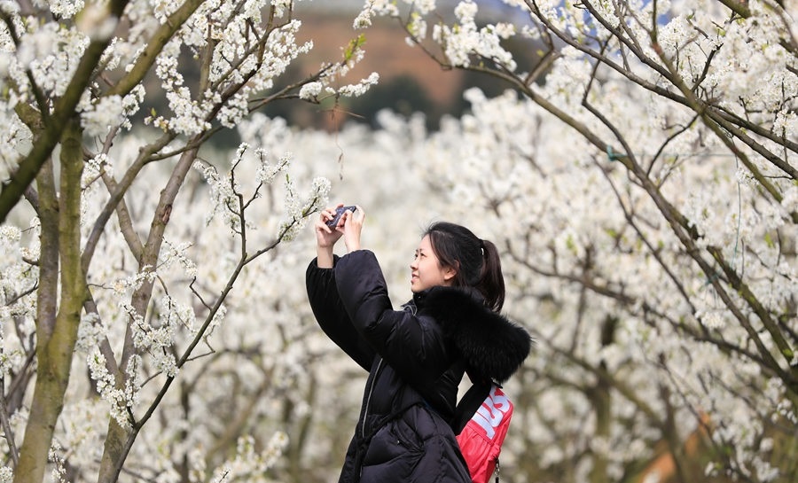 泸州：扶贫路春风暖 乌蒙花海惹人醉