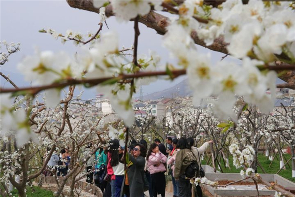 做活“花經濟” 闖出致富路