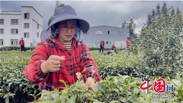 質優價高形勢看好 天全縣愛國村春茶飄香採制忙