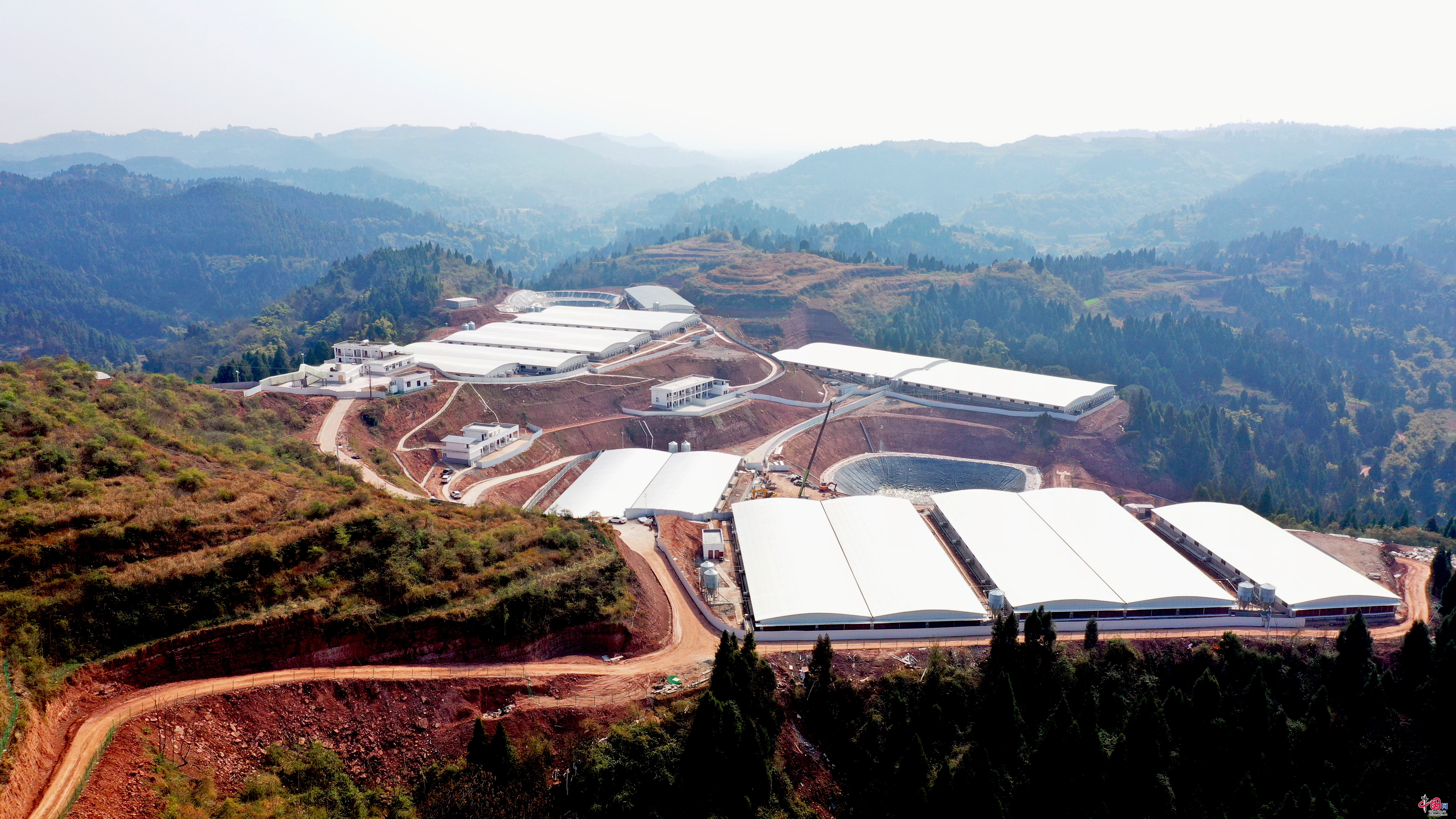 广安区：稳产保供转型升级 推进生猪产业高质量发展