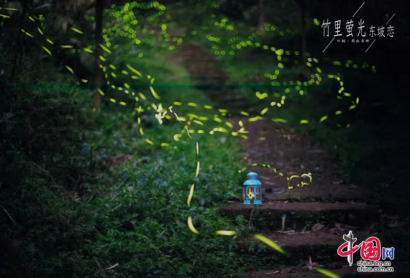 四川青神:邂逅"萤宝" 青神萤火虫邀您共赏 - 眉山 - 中国网·锦绣天府