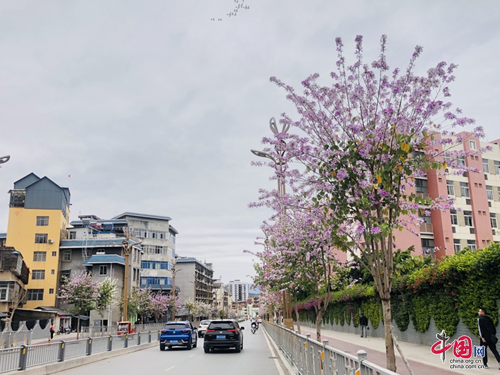西昌的宮粉紫荊樹進入盛花期 城市好像自帶粉色濾鏡