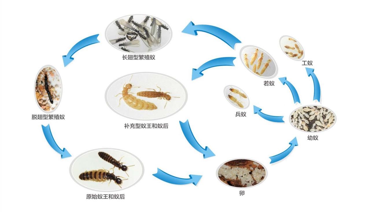 成都进入白蚁分飞期 白蚁有哪些危害？如何预防？