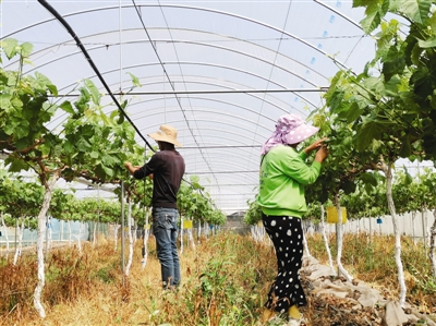 “疯狂”的葡萄 种植面积5年增10倍，每亩租金上涨超千元 西昌种葡萄一地难求