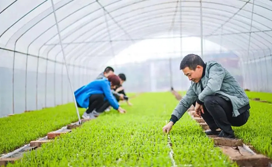 自贡沿滩：撂荒地上种高粱 充实百姓“钱袋子”