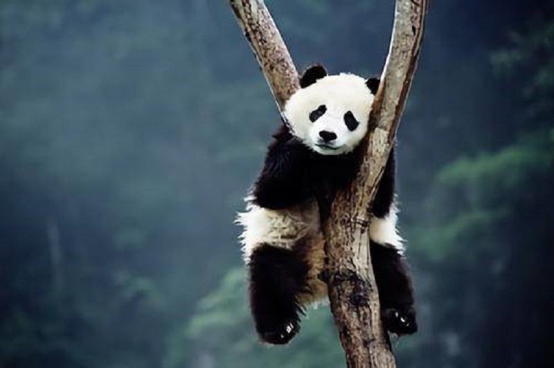 一起来当熊猫护林员 四川发布森林防火倡议书