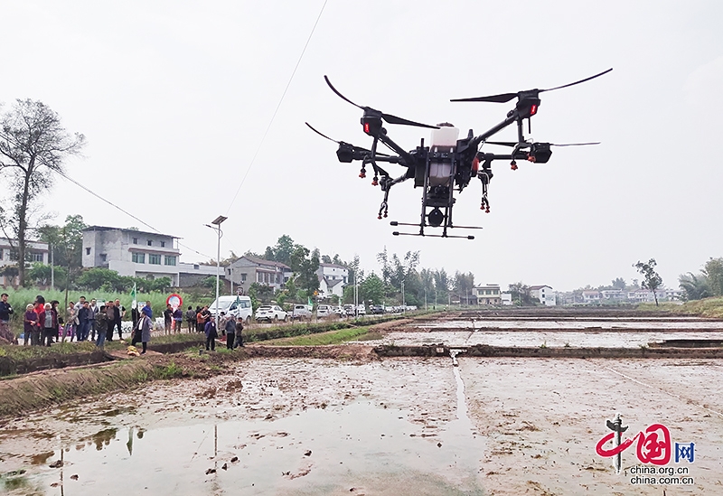自贡市富顺县首次开展无人机水稻播种作业