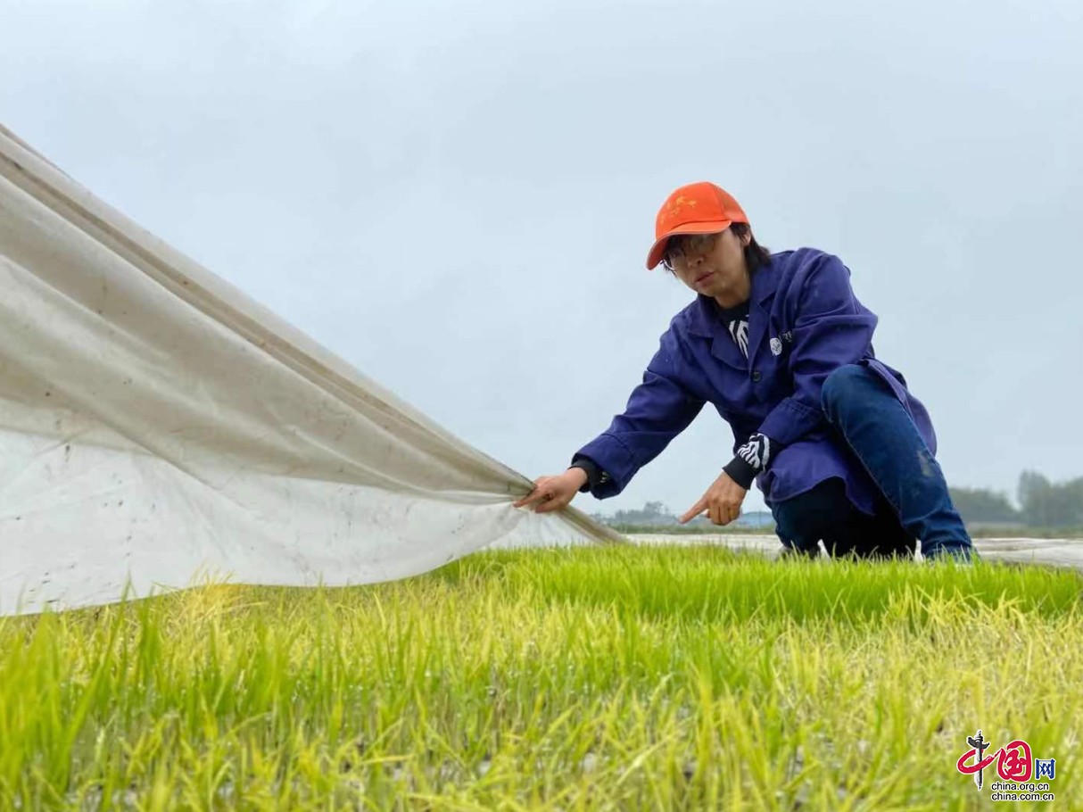 工廠化育秧助力旌陽區(qū)水稻種植跑出“加速度”