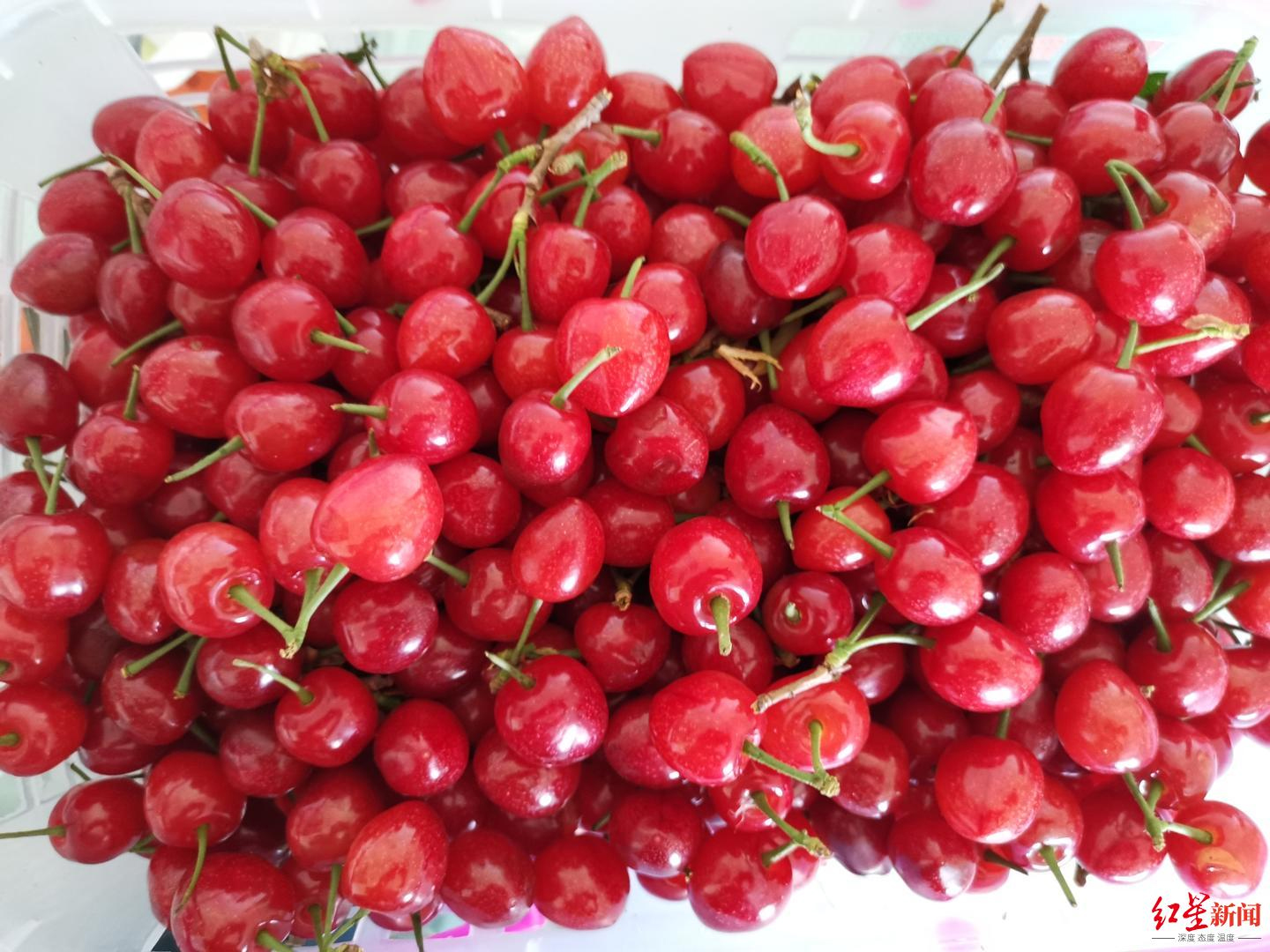 又大又甜的玛瑙红樱桃求买家！西昌“新农人”10万斤樱桃遭遇销售难