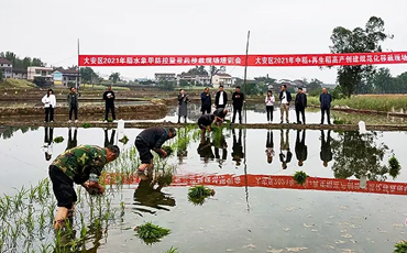 自贡大安：开展高产高效种植模式 确保粮食产量稳步提升