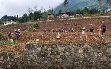 芦山县双石镇：探索发展中药材种植产业 巩固壮大村集体经济