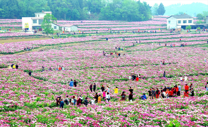 多图｜3.59万亩！中江芍药已开好，快来抓住春天的尾巴