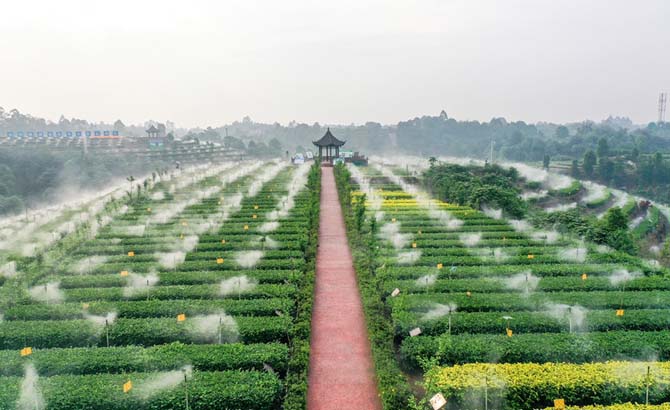 宜宾翠屏区：节水雾灌浇出茶园仙境