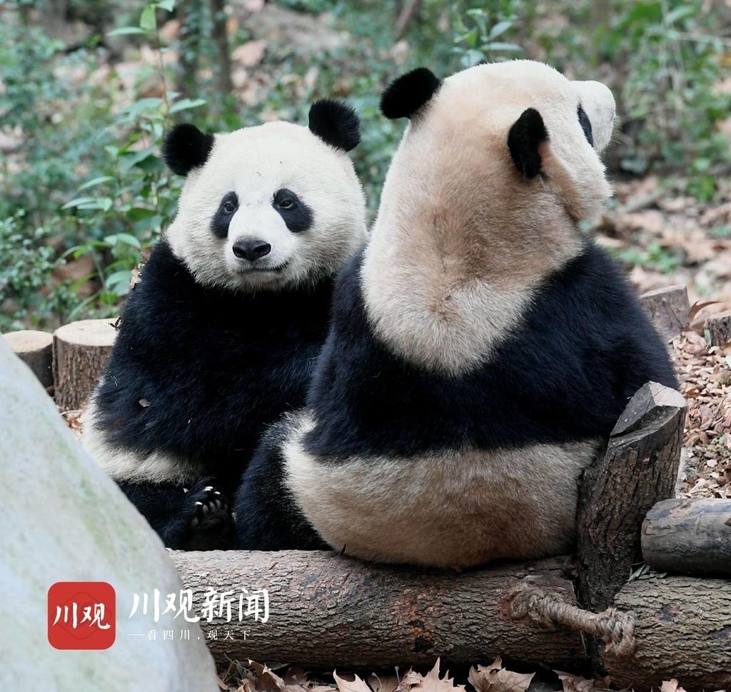 五一假期，成都大熊猫繁育研究基地每日限客8.4万人次