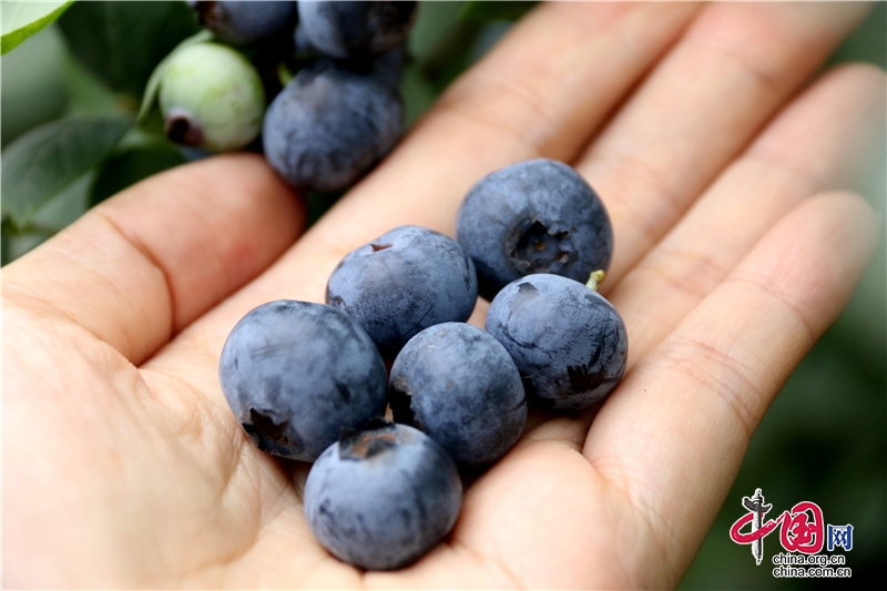 龙马潭区：百亩蓝莓挂枝头 入园自摘味更美