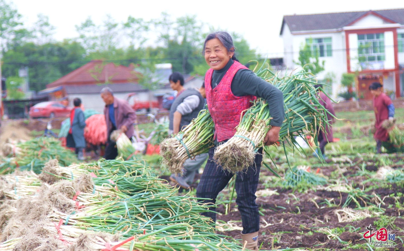 德阳旌阳：特色种植助推乡村振兴驶入“快车道”