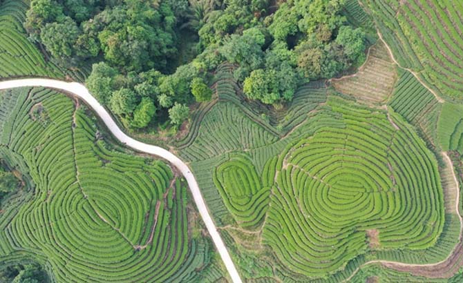 航拍雅安市名山区金鼓村“大地指纹”茶山感受难得的宁静