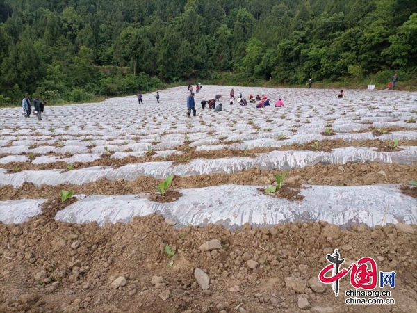 廣元昭化：搶抓時令 煙葉移栽正當時