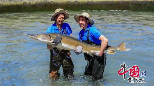 天全縣：一條“魚”的産業園 魚“遊”千里“醬”香全球