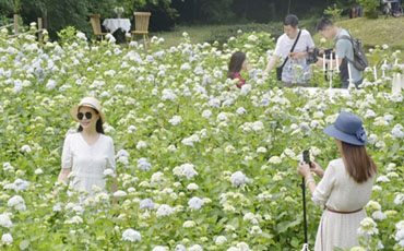 “花儿”绽放在彭州鹿野花塔 全川最大的绣球花谷等你来打卡