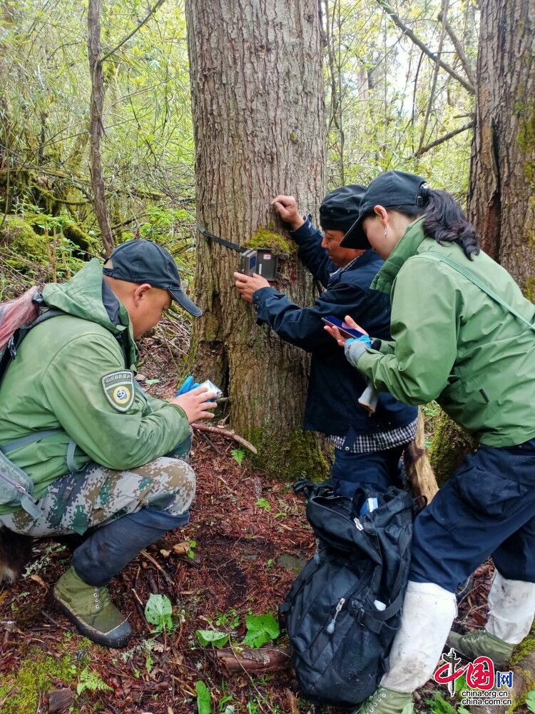 理县米亚罗自然保护区发现多处野生动物痕迹