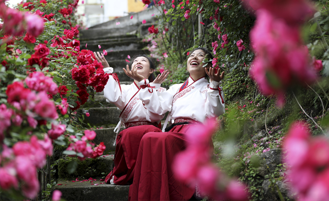 美麗鄉(xiāng)村  茂縣竹包村4000余株玫瑰花綻放美不勝收