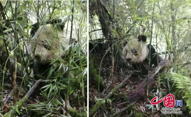 四川泗耳林区发现野生大熊猫