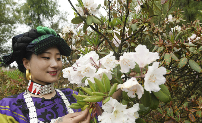 “520”陪你看花海 凉山金阳盛开10万亩索玛花