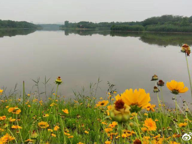 黄色花海、羽毛草田...成都湿地公园最新赏花指南，搭配运动更加！