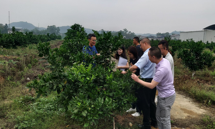 四川省绿色食品发展中心一行到蓬溪县开展绿色农产品申报认证现场检查工作